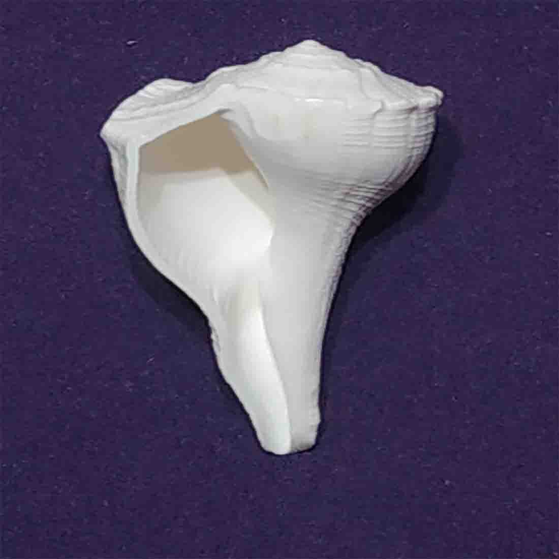 Dakshinavarti Shankh (Conch)