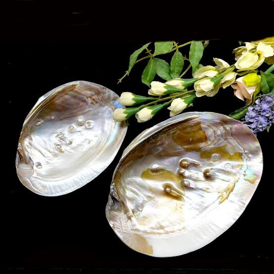 Abalone Shell