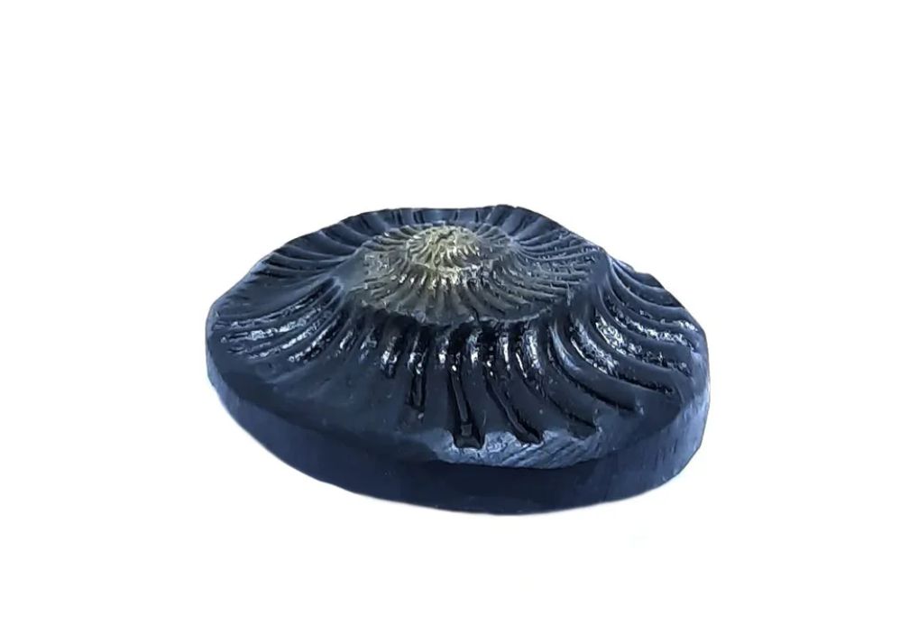 Original Sidhha Sudarshan Shaligram