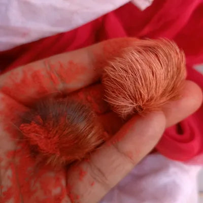 Original & Siddha Siyar Singhi – Gidar Singhi Siddha by Kamakhya Shakti peeth Rituals