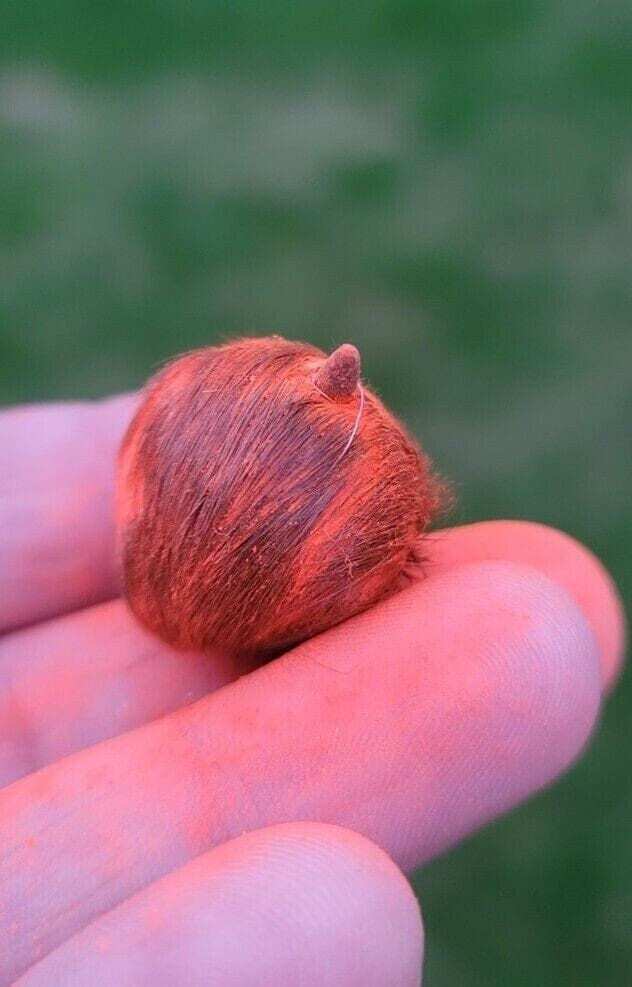 Original & Siddha Siyar Singhi – Gidar Singhi Siddha by Kamakhya Shakti peeth Rituals