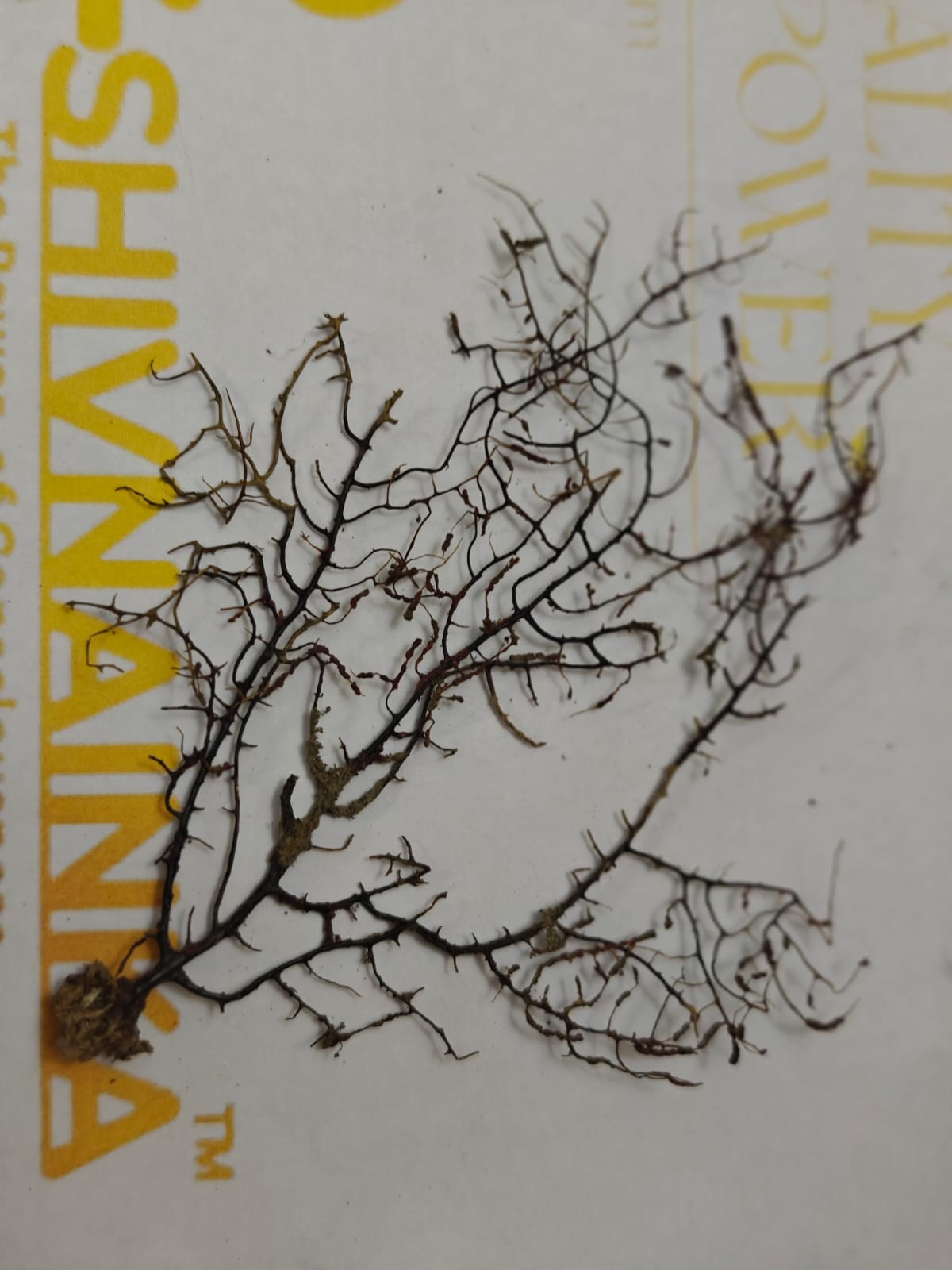 Original Indrajal Plant without Frame Small size