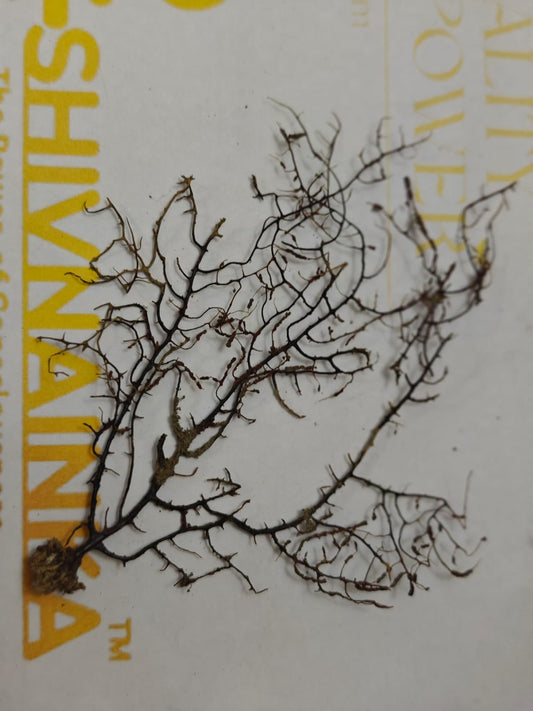 Original Indrajal Plant without Frame Small size