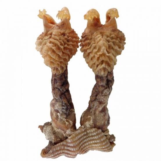 Original Siddha Hatha Jodi: Original & Energized - only solution of your All problems