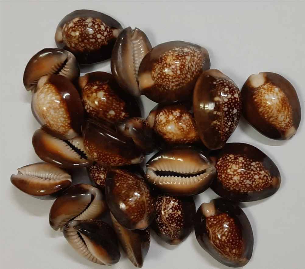 Black Cowrie ( 1 piece)
