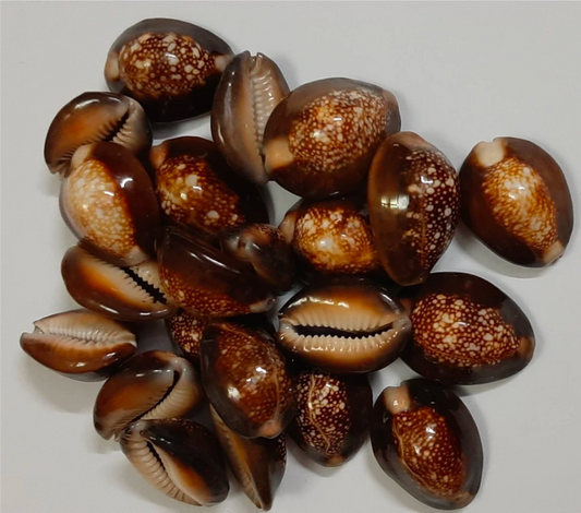 Black Cowrie ( 1 piece)
